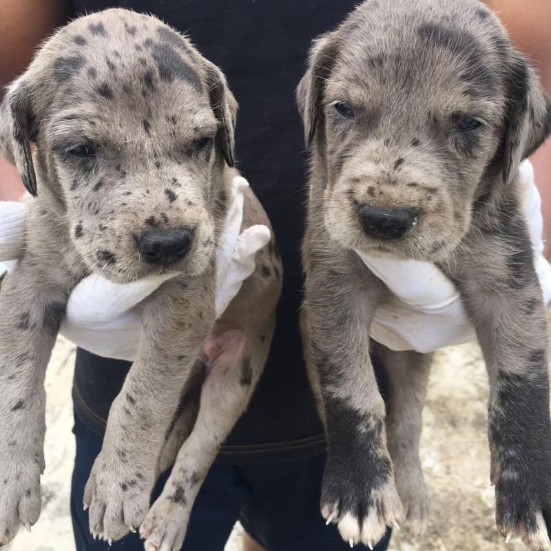 Order Female Great Dane Puppy from Ahmedabad